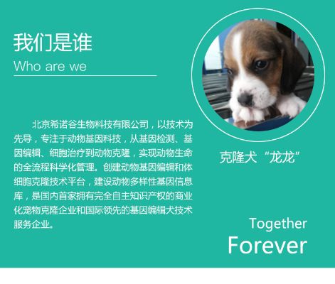 微信怎么克隆宠物小程序 克隆宠物怎么克隆的