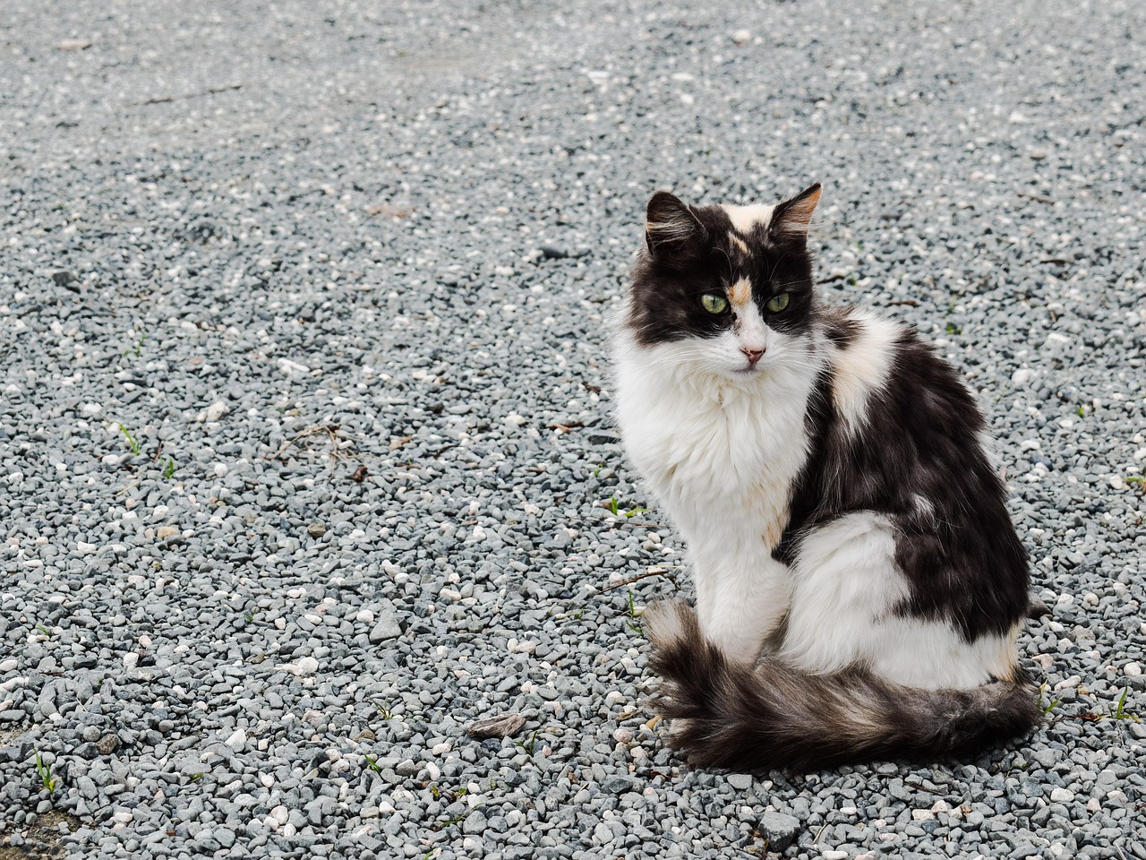 微信小程序里的猫猫派对，如何玩转多个猫猫的互动游戏