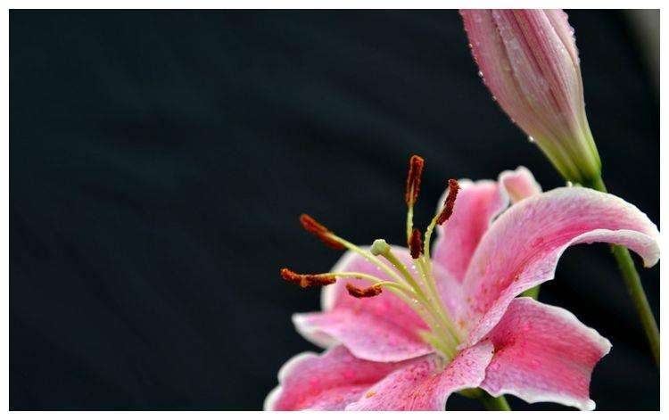 花同样的钱打一生肖 花打一生肖,是什么?