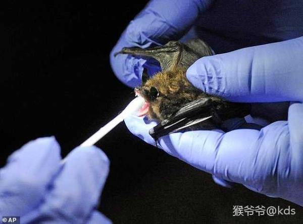 谁发现新冠病毒是蝙蝠 新冠病毒来自蝙蝠是谁说的