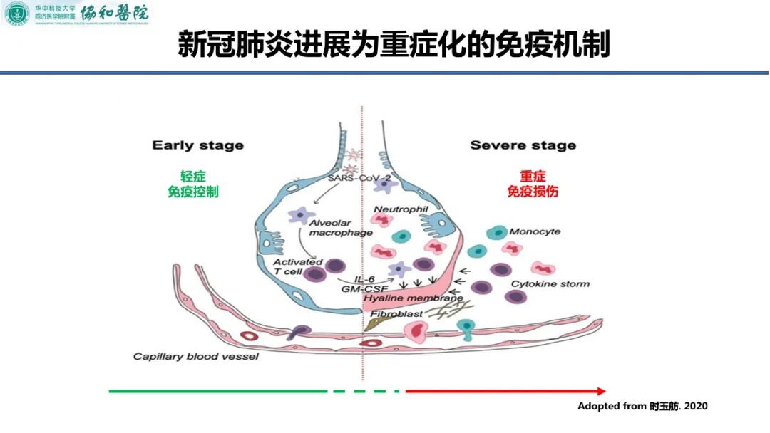 新冠病毒作用机制图 新冠病毒发病机制图解