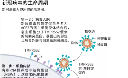 我变成了新冠病毒克星 我变成了新冠病毒克星小说