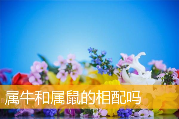 属鼠跟属牛的相配吗 属鼠的和属牛的相配吗?