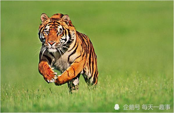 属虎的今年几岁了 属虎的今年几岁了2022