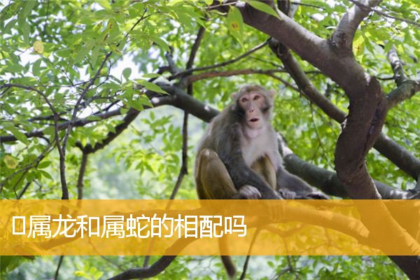 属龙男跟属蛇女配吗 属龙男和属蛇女相配吗?