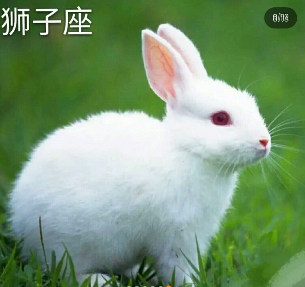 十二星座分别代表什么动物(十二星座分别代表什么动物?)