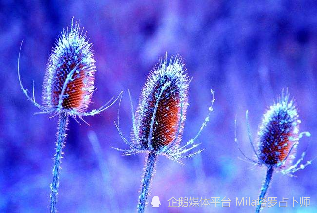2017旧情复燃的星座(2017旧情复燃的星座是什么)