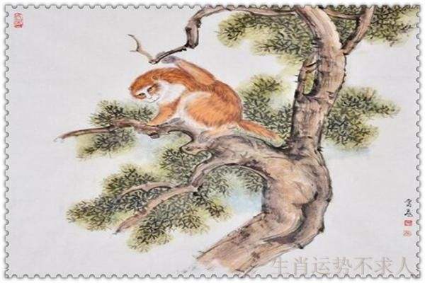 生肖猴各年运势详解(生肖猴各年运势详解视频)